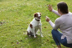 Cropped view of a woman holding up a dog treat and giving a hand signal to her English Springer Spaniel to stay in the sitting position.